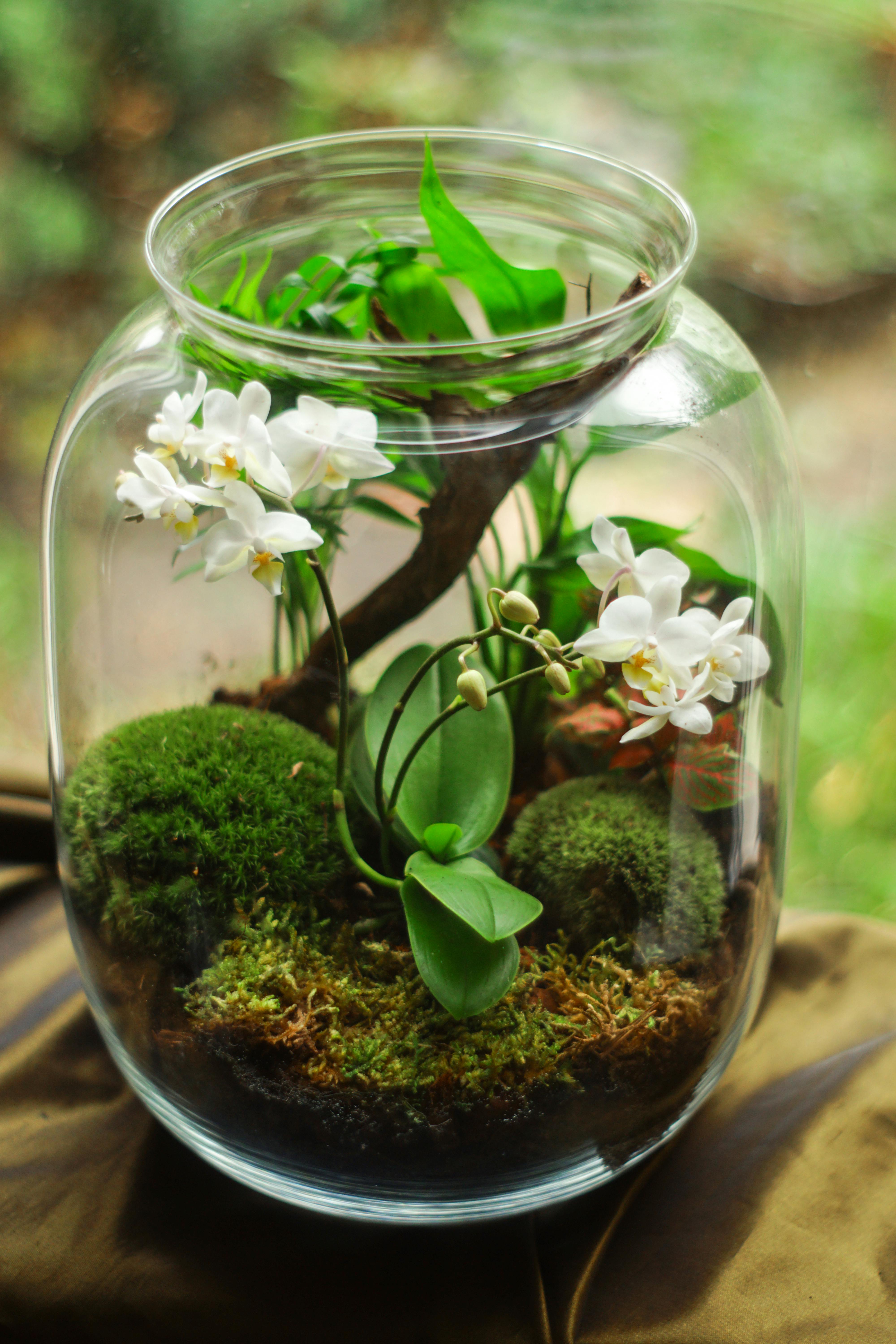 Flowering Plants