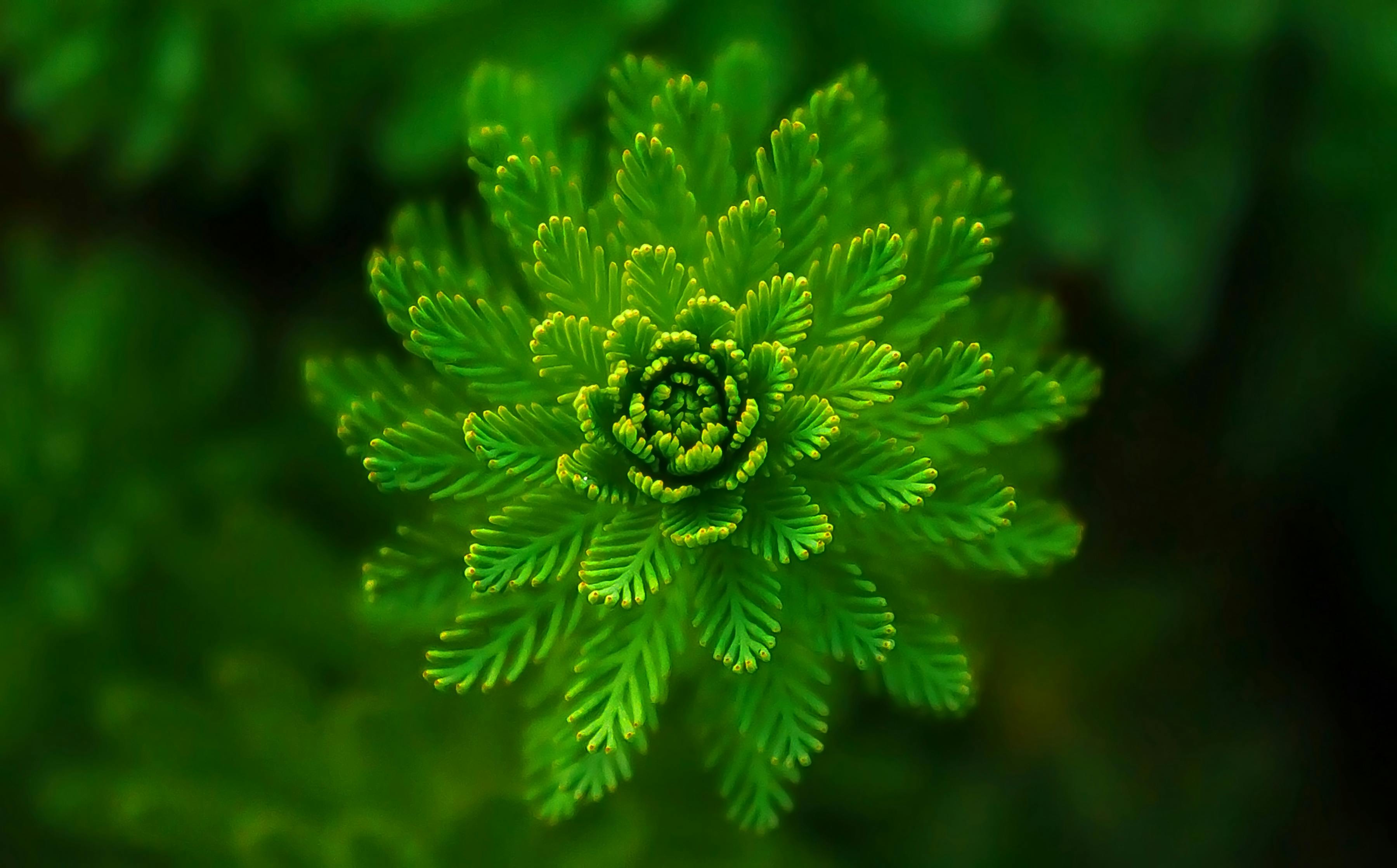 Medicinal Plants